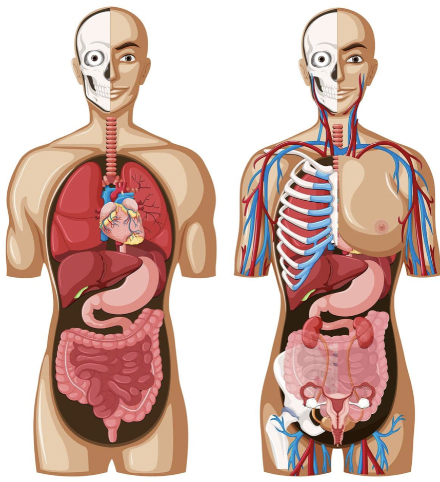 Cuerpo humano
