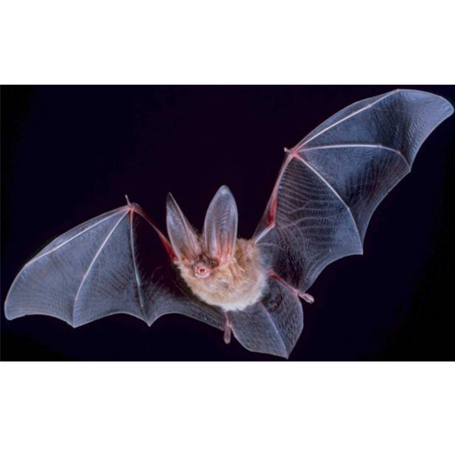 Imagen de un murciélago volando en la oscuridad.